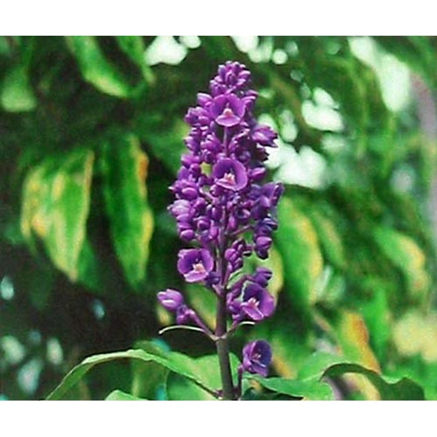 Hawaiian Tropical Blue Ginger Plant Root Pack Of 5 Grow Hawaii Walmart Com Walmart Com