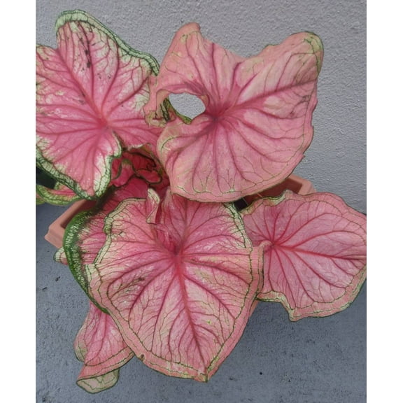 Blue Buddha Farm: Florida Sweetheart Caladium (2 Bulbs) - Easy to Grow Indoor or Outdoor Perennial Plant