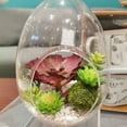 thumbnail image 5 of Globe Terrarium Air Plant Planter, 6 Inch Egg Shaped High Borosilicate Glass Table Decorations, Clear, 5 of 5
