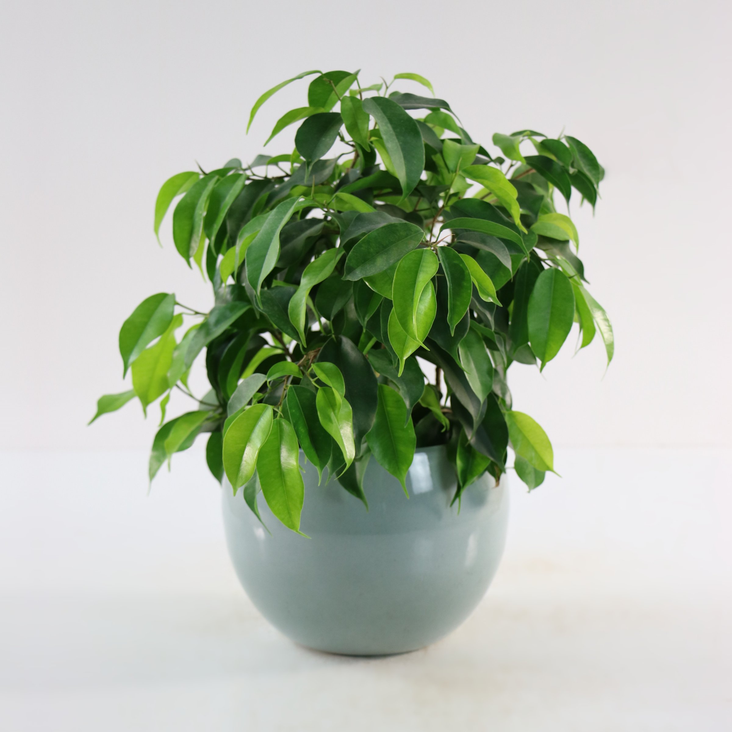 4 in. Ficus Spire Plant in Grower Container (3-Pack)