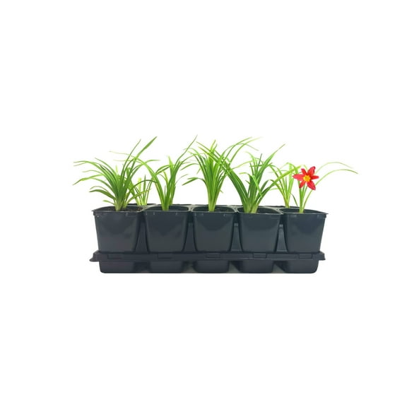 Florida Foliage Ming Toy Daylily 3 Live 4 Inch Pots Hemerocallis Plants Beautiful Low Maintenance Blooming Groundcover