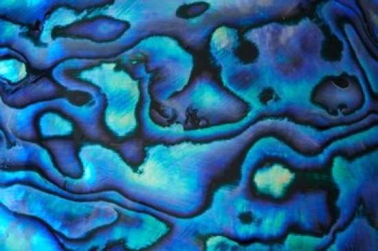 Pattern Of Paua Shell New Zealand Poster Print By David Wall Walmart Pattern Of Paua Shell New Zealand Poster Print By David Wall Walmart