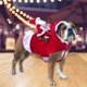 thumbnail image 3 of Papá Noel montando traje de mascota Navidad divertido cálido cachorro ropa perro ciervo chaqueta Tmvgtek Para estrenar, 3 of 8