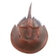 thumbnail image 2 of Modelo de cangrejo Hugo Juguete Educativo figura de animal, 2 of 6