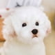 thumbnail image 5 of Bichon Frise Puppy Peluche de peluche para niños, perro de peluche, mascotas de simulación lindas, muñecas de bebé esponjosas, regalos de cumpleaños, envío directo, 5 of 5