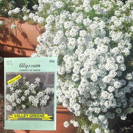 Valley Greene 140mg Alyssum Carpet of Snow Seeds :2CT