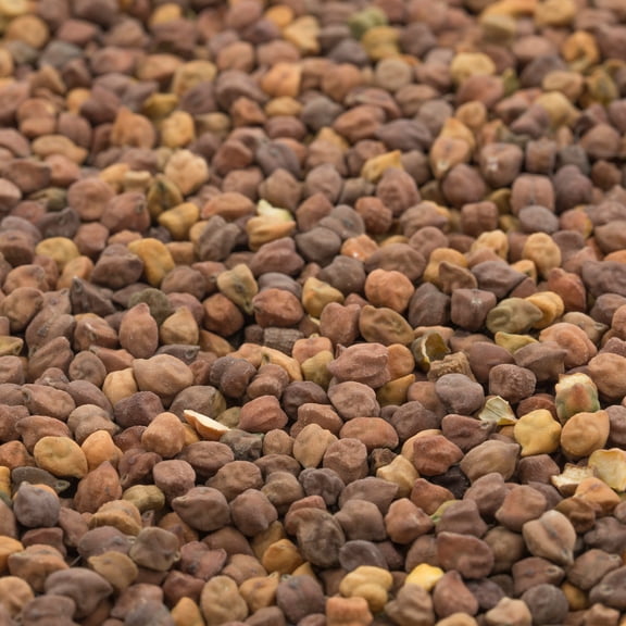 Organic Bean Seeds - Black Garbanzo - 4 Oz ~300 Seeds - Cicer arietinum - Organic Black Garbanzo Bean, Open Pollinated - Non-GMO Garden Cover Crop, Microgreens, Sprouts, Emergency Food Storage