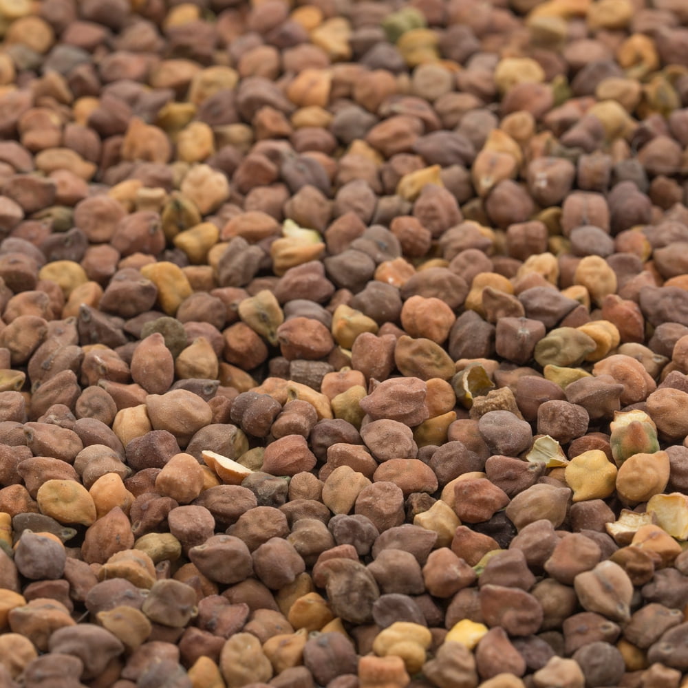 Organic Bean Seeds Black Garbanzo 4 Oz 300 Seeds Cicer arietinum