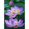 thumbnail image 1 of Pintura de diamante (DB2892) 5D DIY Lotus bordado punto de cruz conjunto completo costura 20X30cm Hugtrwg Para estrenar, 1 of 1
