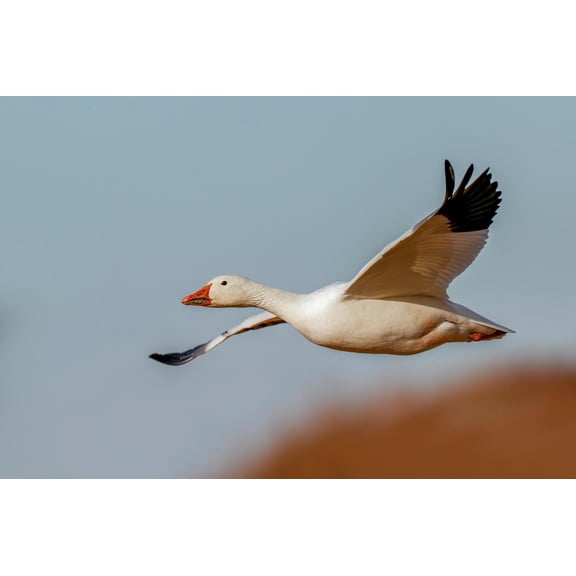 Art.com Snow geese flying. Bosque del Apache National Wildlife Refuge, New Mexico Photographic Print by Adam Jones, 24" x 16"