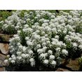 thumbnail image 2 of Purity Candytuft Perennial - Iberis - Live Plant - Quart Pot, 2 of 2