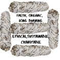 thumbnail image 4 of Organic Sage Smudge Sticks 10 Count w/Storage Bag, White Sage Bundles Bulk, Smudging Sticks, Sustainable, Fresh & Thickly Wrapped, High Grade!, 4 of 7