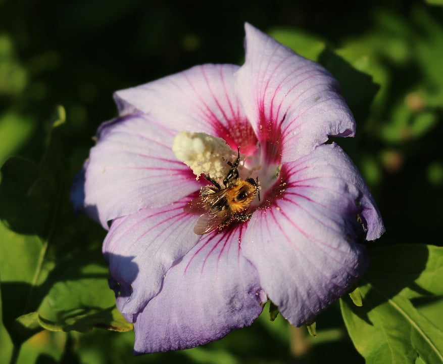 Pistil Flower Hibiscus Flower Bee Hibiscus Pollen20 Inch By 30 Inch