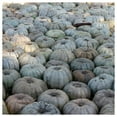 thumbnail image 3 of Everwilde Farms - 1/4 lb Jarrahdale Pumpkin Seeds - Gold Vault Bulk Seed Packet, 3 of 3
