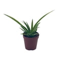 thumbnail image 3 of Spider Plant, Chlorophytum comosum, Limited, in a 2 inch Pot Tiny Mini Pixie Plant, 3 of 9