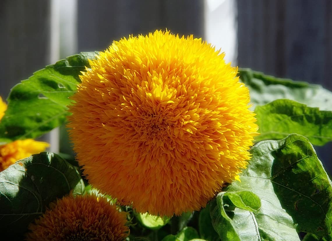 Teddy Bear Sunflower Seeds 20 Seeds Exotic Garden Flower