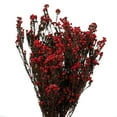 thumbnail image 3 of Vickerman 22" Natural Phylica Red bunch, Preserved, 3 of 6