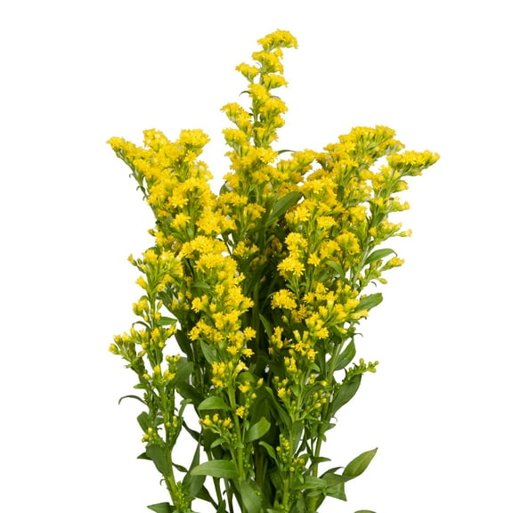 Solidago - Farm Direct Fresh Cut Flowers - 100 Stems