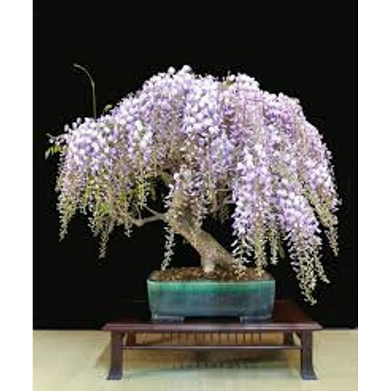 Bonsai Tree Chinese Wisteria Tree Seeds, 10 Pack - Highly Prized Flowering  Bonsai, Wisteria sinensis - 10 Seeds to Grow - Walmart.com