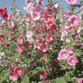 thumbnail image 2 of Outsidepride Indian Springs Hollyhock Flower Seed Mix - 2000 Seeds, 2 of 7
