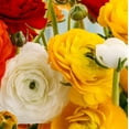thumbnail image 2 of Easy to Grow Ranunculus Fire & Ice 30 Buttercup Plant Bulbs Spring Flowers, 2 of 2