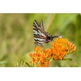 thumbnail image 2 of Day, Richard and Susan 18x13 Black Ornate Wood Framed with Double Matting Museum Art Print Titled - Zebra Swallowtail-Protographium marcellus-on Butterfly Milkweed-Asclepias tuberosa-Marion County-Il, 2 of 4