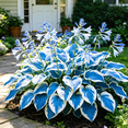thumbnail image 6 of Cold-Hardy Mixed Colorful Hosta Seeds -500–1500 Seeds — Rare Perennial Plant — Easy Care — Ideal for Outdoor Gardens and Flowerbeds, 6 of 8
