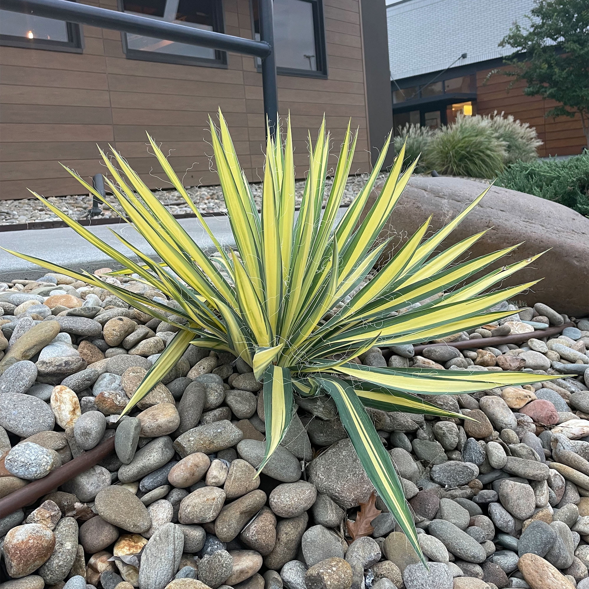 Expert Gardener 2.25 Gallon Color Guard Yucca Live Shrub
