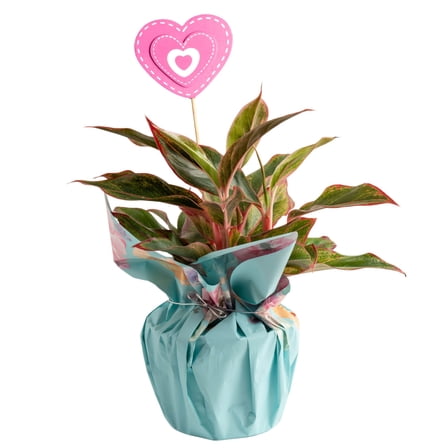 Costa Farms 14" Siam Aurora Aglaonema Live House Plants in 5" Pot Cover