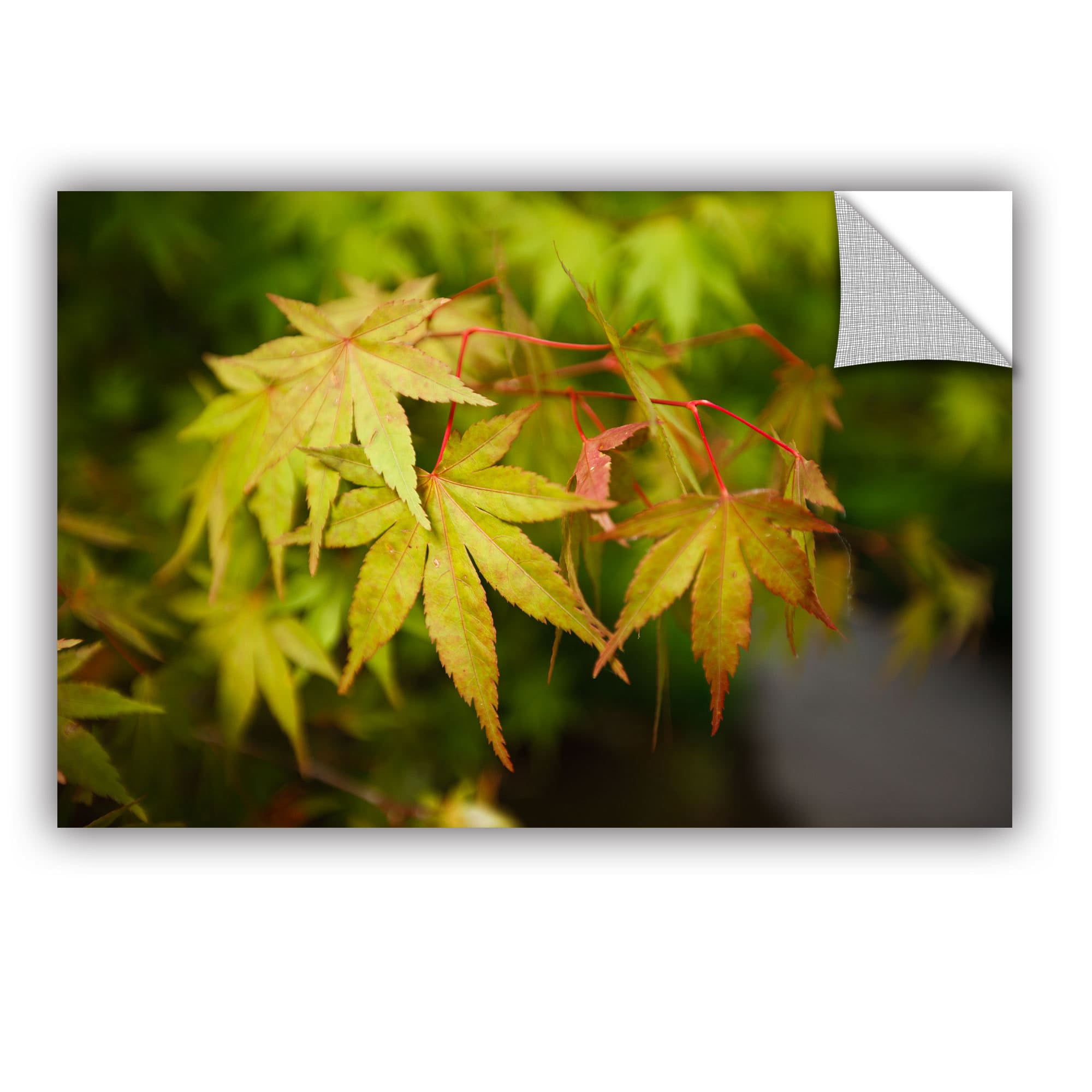 ArtWall Cody York "Portland Japanese Garden 4" ArtAppealz Removable Wall Art