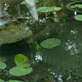 thumbnail image 4 of PENIKOKO 15Pcs Realistic Green Artificial Floating Lily Pads Pond Plants for Outdoor Garden Decor, 4 of 8