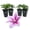 4 Plants, variant on Clematis Poseidon - Live Starter Plant in a 2 Inch Growers Pot - Starter Plants Ready for The Garden - Rare Clematis for Collectors