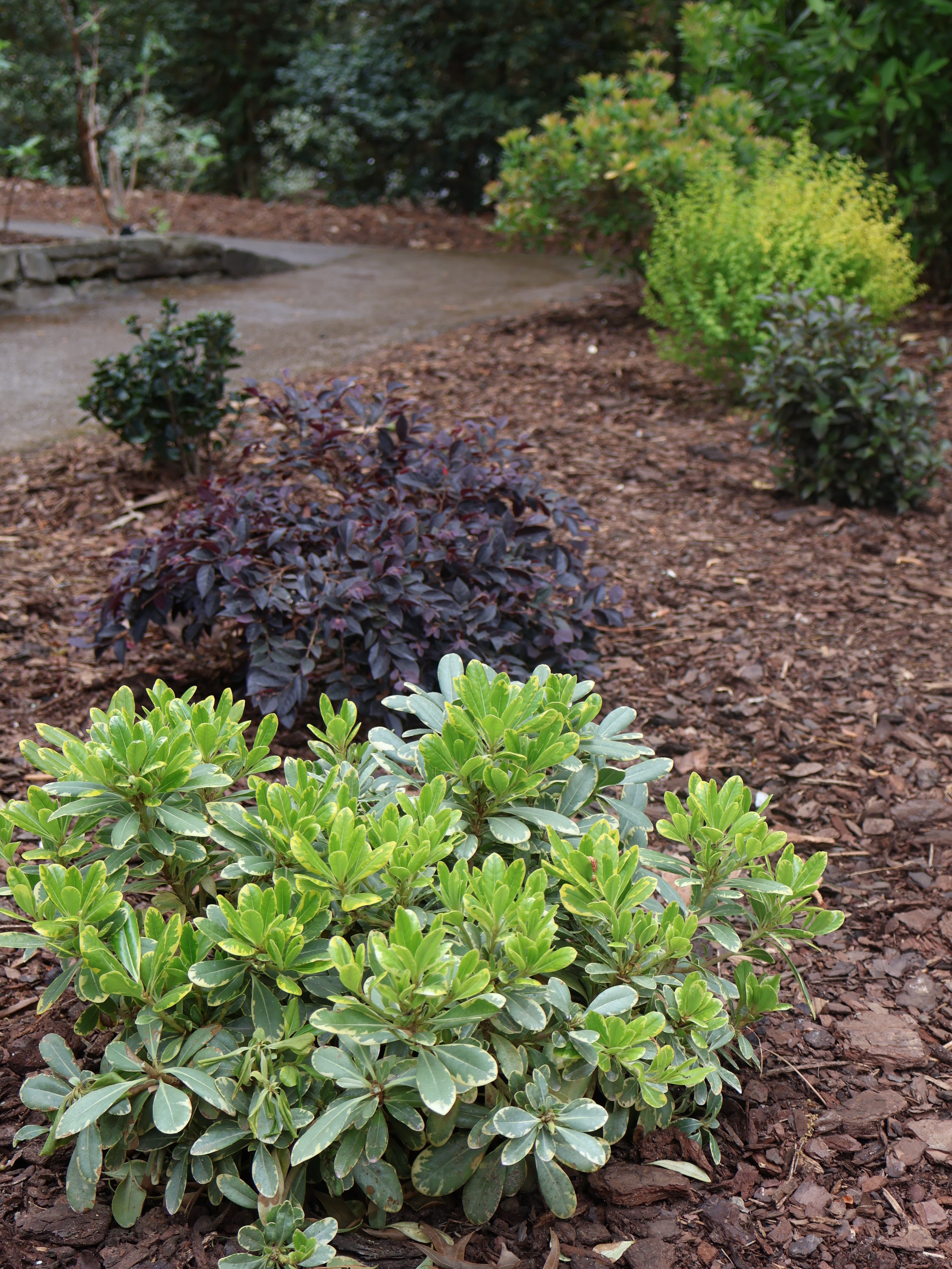 Southern Living Mojo Pittosporum Live Shrub in 1.5-Gallon Grower Pot