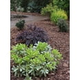thumbnail image 5 of Southern Living Mojo Pittosporum Live Shrub in 1.5-Gallon Grower Pot, 5 of 9