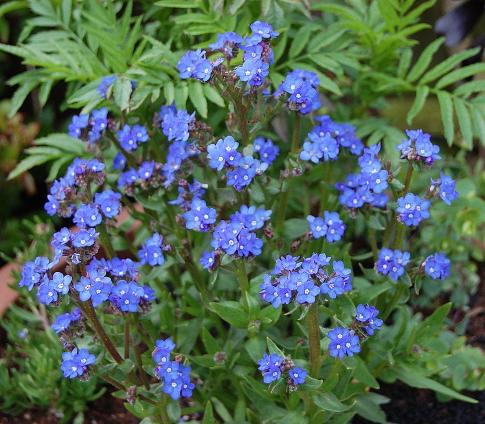 Blue Angel Me Not Perennial Plant Anchusa 4" Pot