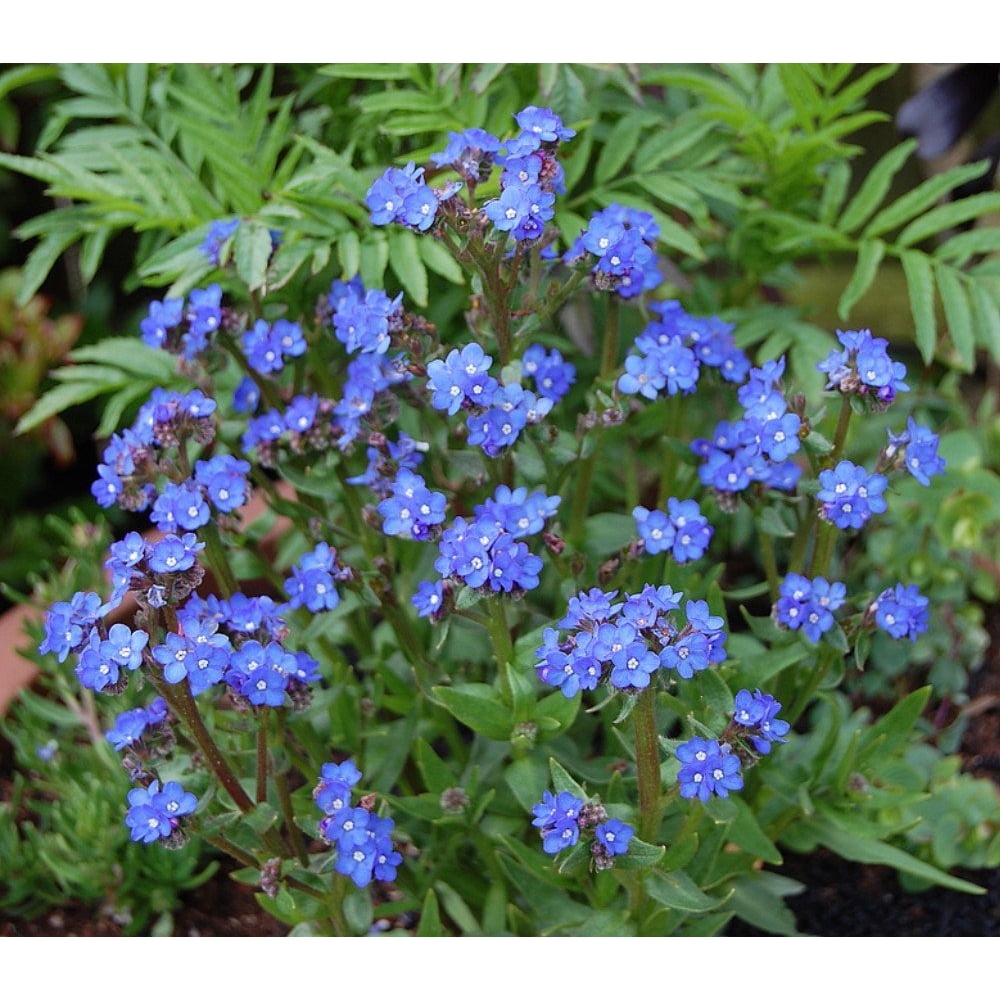 Anchusa cespitosa