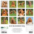 thumbnail image 2 of Bloodhounds 2025 Wall Calendar, 2 of 4