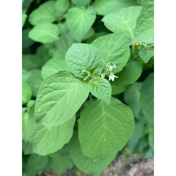 Sherwood's Seeds 40 African Black Nightshade Plant Seed, Slightly Purplish Leaves