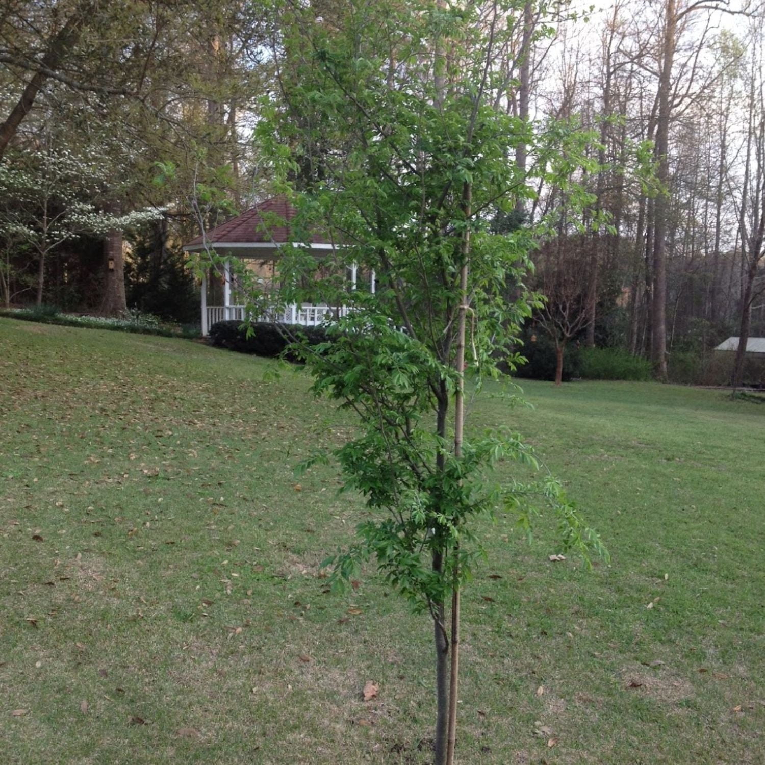 Expert Gardener 2-3 ft. tall Drake Elm Live Tree in 5-Gallon Grower Pot