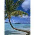 thumbnail image 1 of Posterazzi DPI1889456 Palm Tree Leaning Over Sea Poster Print, 13 x 18, 1 of 1