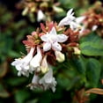 thumbnail image 5 of Abelia Kaleidoscope – Colorful Evergreen Shrub with Variegated Foliage for Landscapes, 5 of 6