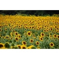 thumbnail image 5 of 50 HOPI COMMON SUNFLOWER Helianthus Annuus Flower Seeds, 5 of 10