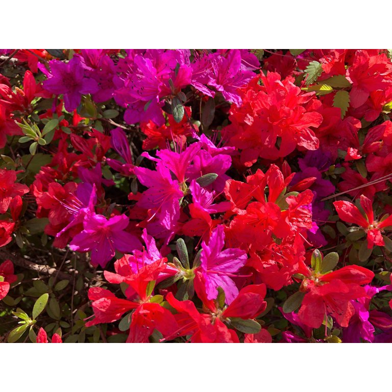 Mixed Colors Azalea Rhododendron spp. Red, Pink, Purple, White