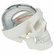 Axis Scientific 3-Part Human Skull with Dura Mater, Blood Vessel Pathways, and Sinus Cavities