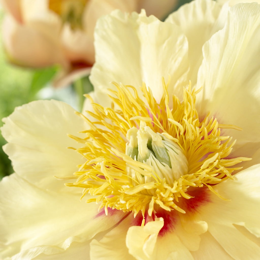 Van Zyverden Itoh Peony Prairie Charm 1 Plant Root Yellow Partial Sun Perennial Deer Resistant 1 lb