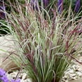 thumbnail image 2 of Direct Gardening Chameleon Variegated Little Bluestem Ornamental Grass 1 Gallon Perennial Plant, 2 of 6
