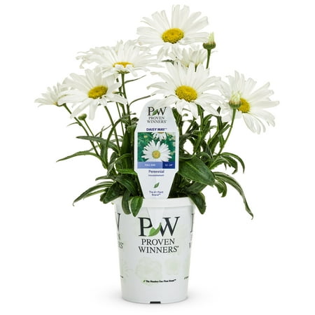Proven Winner 2.5QT Leucanthemum