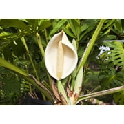 5 Seeds - Organic SPLIT LEAF PHILODENDRON Monstera Deliciosa Swiss Cheese Plant Vine Seeds