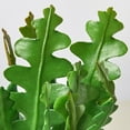 thumbnail image 3 of 'Ric Rac' Fishbone Cactus, 3 of 6