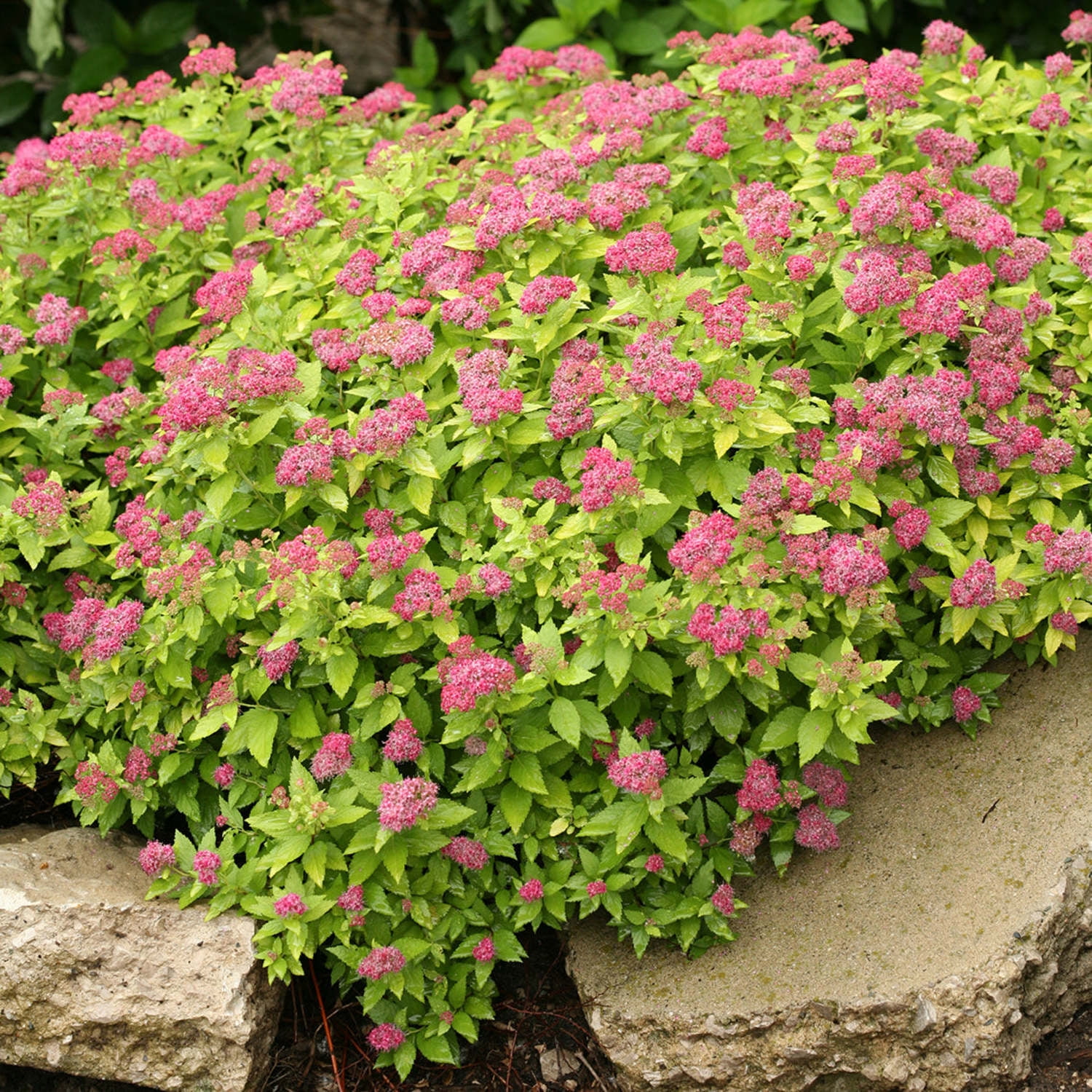 Proven Winners ColorChoice 5" Pink Double Play Gold Spirea Live Plant in 4.5" Pot (4 Count)